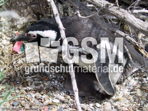 Magellanpinguin (04 von 32).jpg